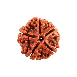 five face rudraksha nepal