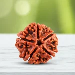 five face rudraksha