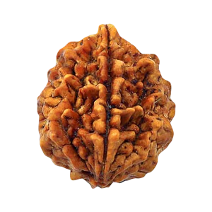 Two Mukhi Collector Rudraksha