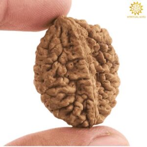 2 mukhi rudraksha spiritualguru.lk