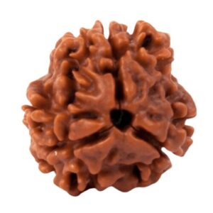 3 mukhi rudraksha