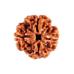 4 Mukhi (Regular) Rudraksha nepal