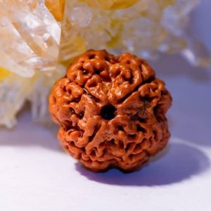 4 Mukhi Rudraksha nepal