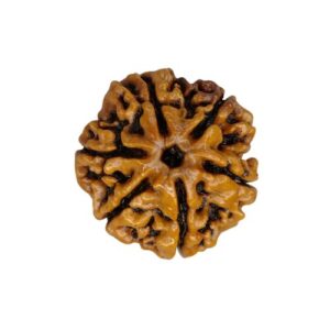 6 mukhi spiritualguru.lk