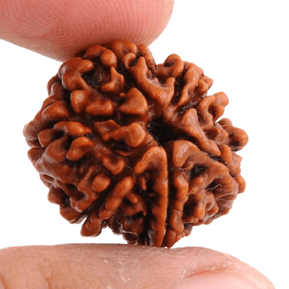 7 mukhi