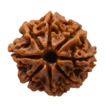8 mukhi