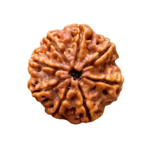 8 mukhi rudraksha spiritual guru.lk