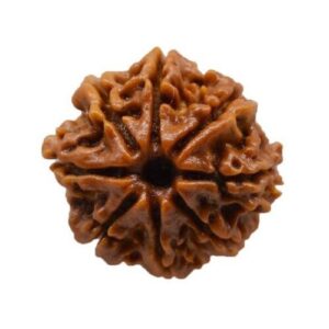 8 mukhi rudraksha spiritualguru.lk