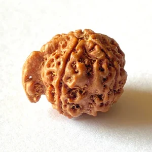 Ganesh RAUDRAKSHA