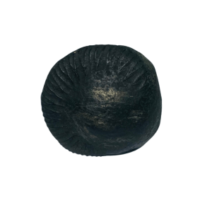 surya shaligram