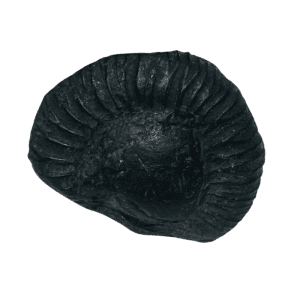 Pradyumna Shaligram