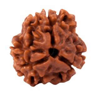 Three Mukhi Rudraksha