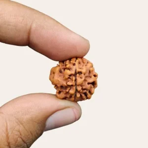 1 mukhi rudraksha