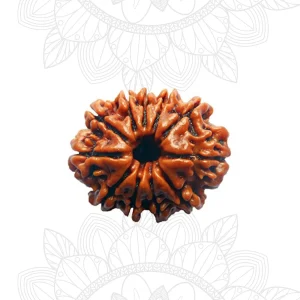 11 Mukhi