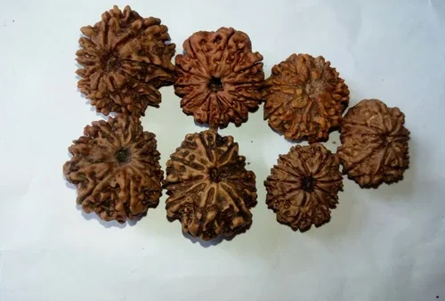 Nepal Rudraksha