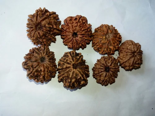 Nepal Rudraksha