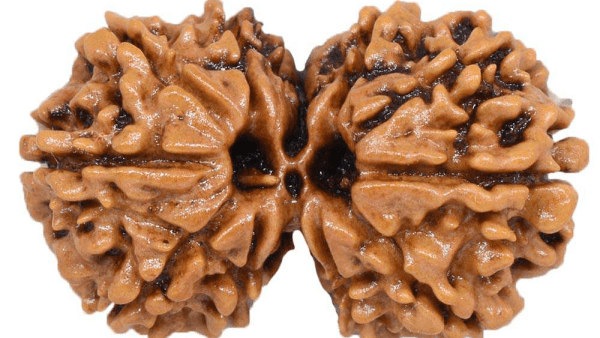 Gauri-Shankar-Rudraksha