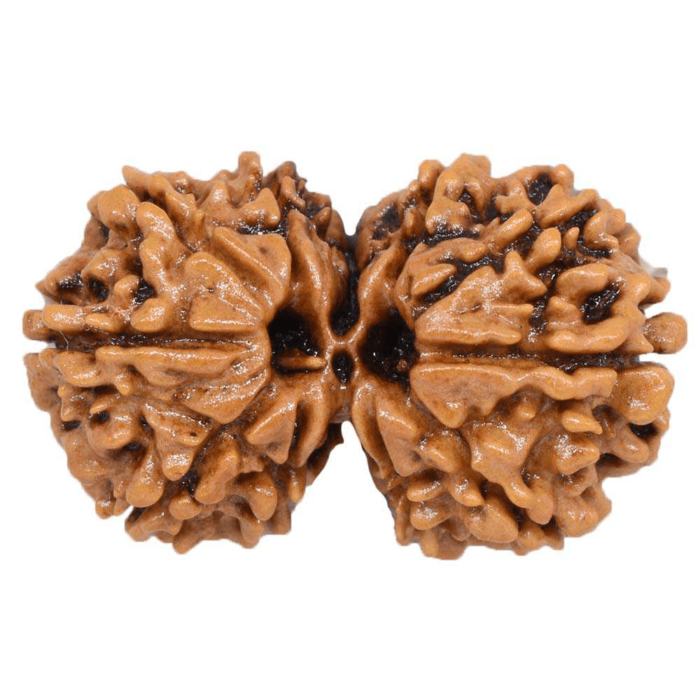 Gauri-Shankar-Rudraksha