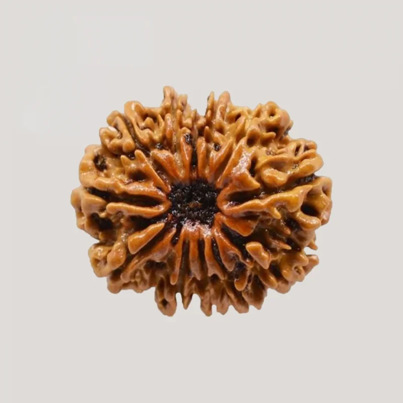12-Mukhi rudraksha