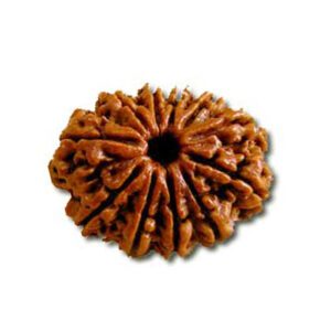 13-mukhi-rudraksha