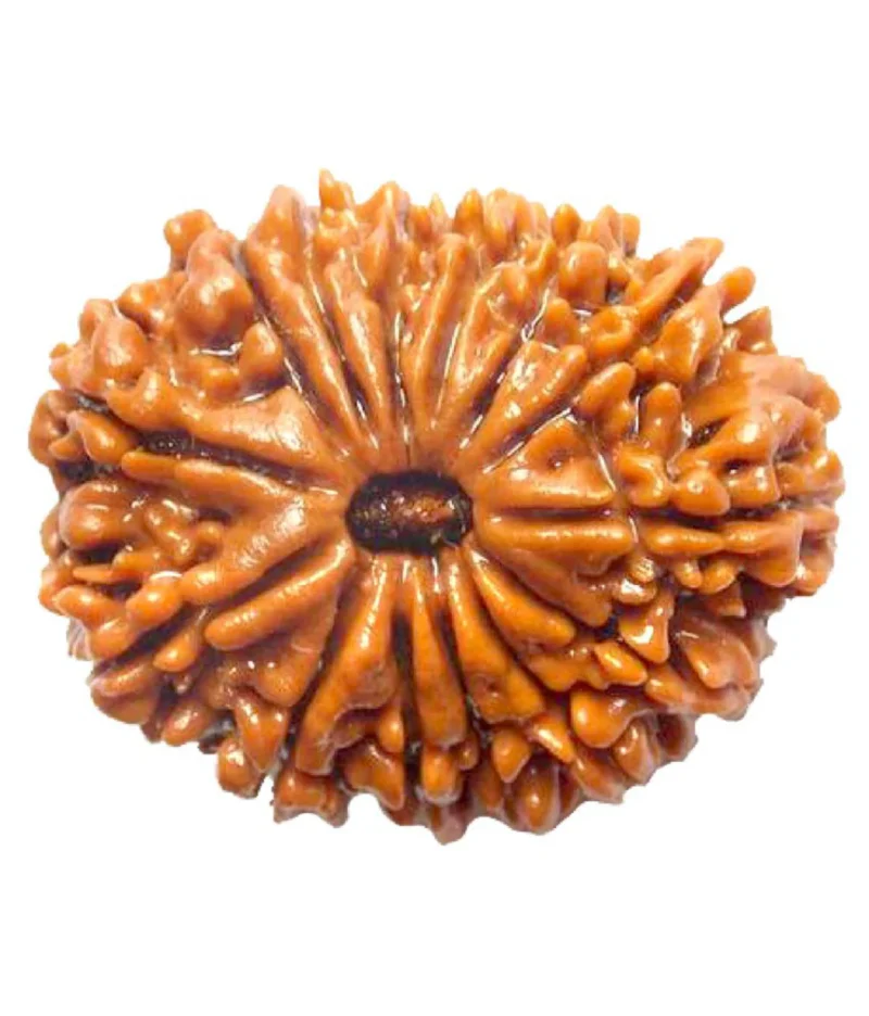 14 Mukhi Rudraksha
