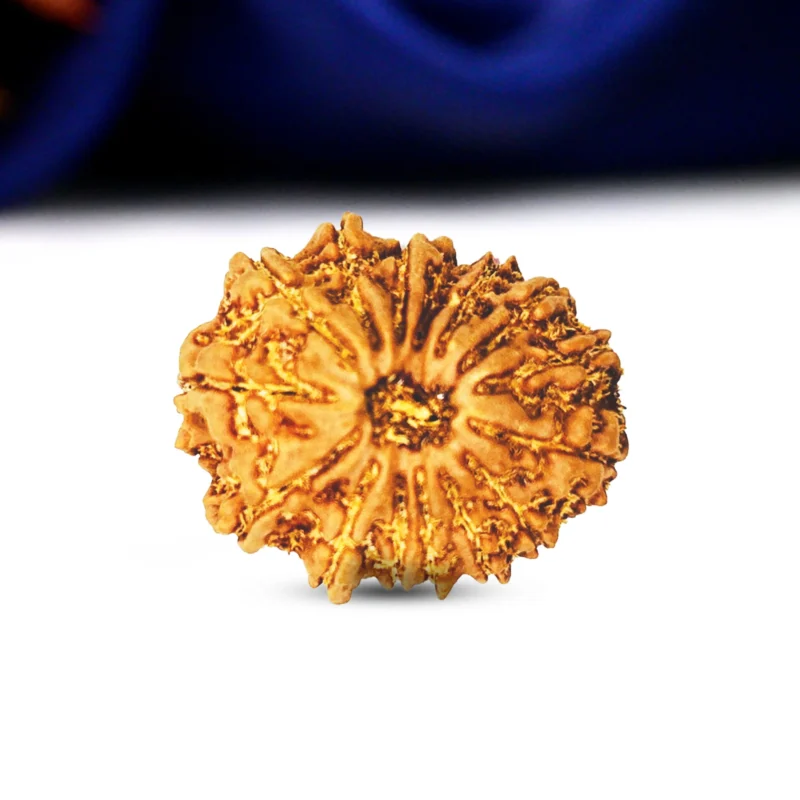 15 Mukhi Rudraksha