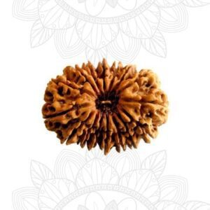 16 Mukhi Rudraksha