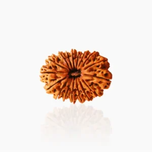 17 mukhi rudraksha
