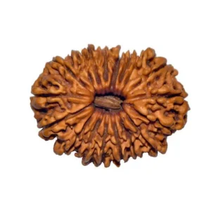 18 Mukhi Rudraksha