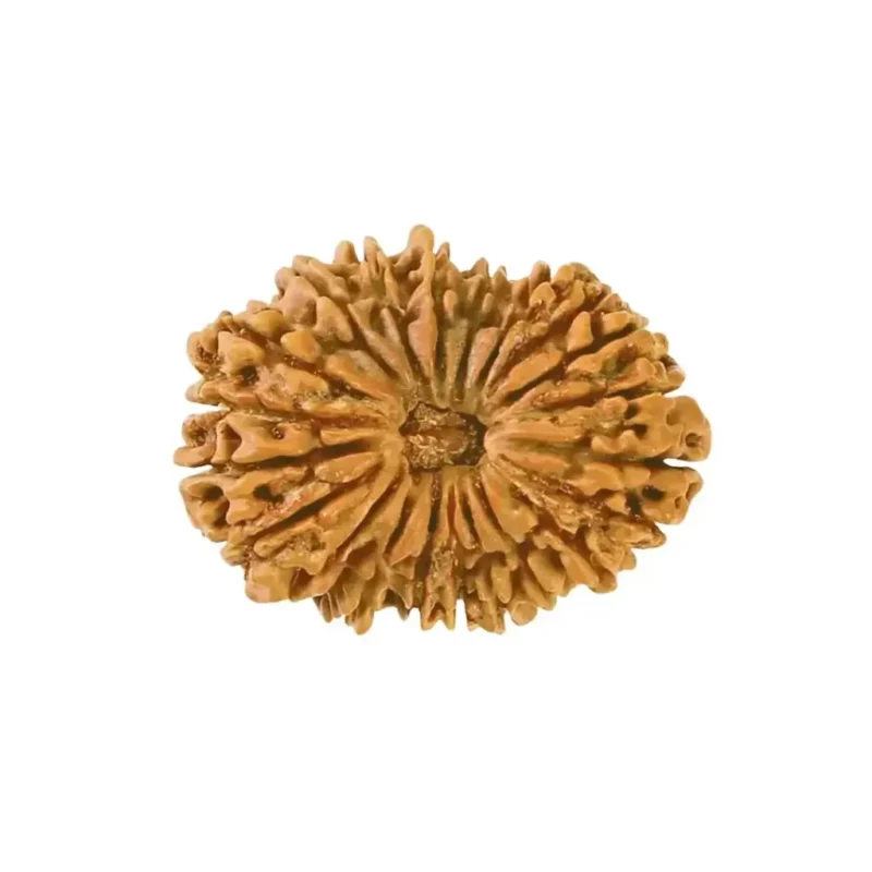 20 mukhi rudraksha