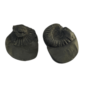 Chakra Narayan Shaligram