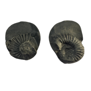 Chakra Narayan Shaligram SPIRITUALGURU