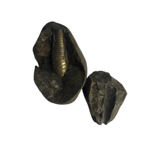 Shiva Linga Shaligram