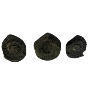 Sudarshan Chakra Shaligram Rare Double Sided spiritualguru