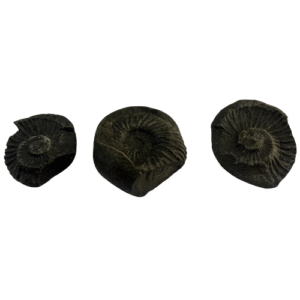 Sudarshan Chakra Shaligram Rare Double Sided spiritualguru.lk