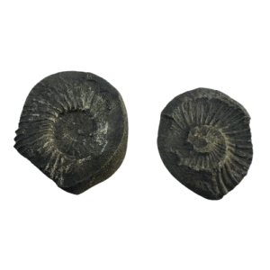 Sudarshan Shaligram type B spiritualguru