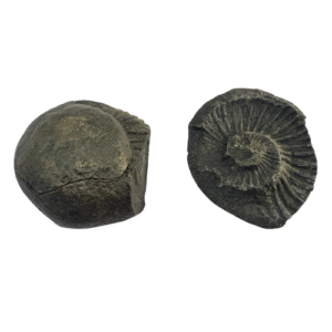 Sudarshan Shaligram type B spiritualguru.lk