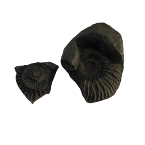 Sudarshana Chakra Shaligram spiritualguru 2 side
