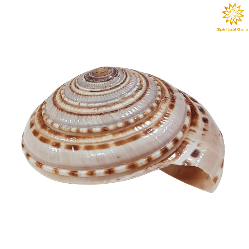 Vishnu Chakra Conch Shell (Sudarsana Shankh)