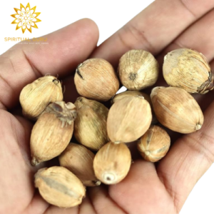 Pooja Coconut : Laghu Nariyal SPIRITUALGURU